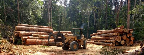 Best Aeration Services  in Belle, WV