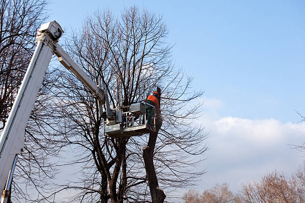 Best Tree Removal  in Belle, WV